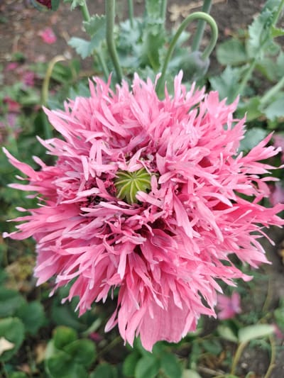 This close-up photograph captures a vibrant pink, fully bloomed poppy flower. The flower's petals are numerous and ruffled, creating a dense and fluffy appearance. In the center of the flower, a green, star-shaped stigma is visible. The background is a blur of green foliage and brown soil, suggesting an outdoor setting, likely a garden or natural landscape. There are also a few unfocused pink petals scattered in the background, possibly from other poppies. A green poppy bud, tightly curled on its stem, is visible to the upper left of the main flower. The lighting appears to be natural, suggesting daytime. The image does not contain any people or visible text. The location context provided is Stanychne, Ukraine.