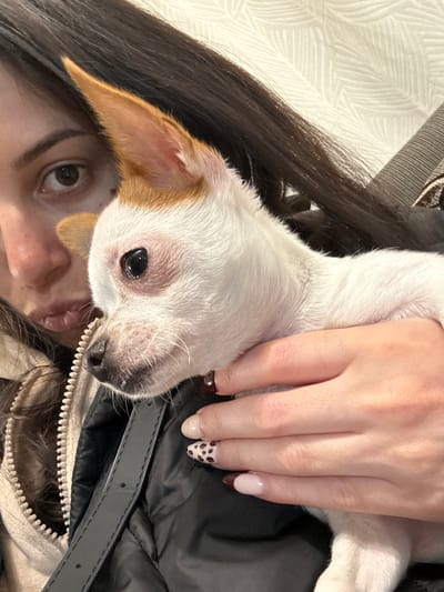 A person is holding a small, white and tan dog. The dog's face is close to the camera, and the person's eye is visible in the bottom left corner of the frame. The person's hand is on the dog's neck. The background includes the person's dark hair, a cream and white patterned surface, a black jacket, and a zipper. The location is not discernible from the image.