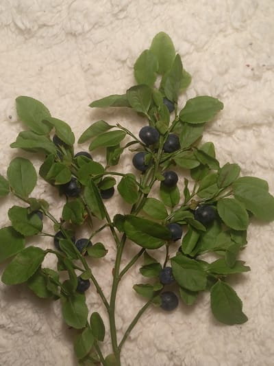 A sprig of blueberry branches with ripe berries and green leaves is laid out on a textured, light-colored fabric. The fabric appears to be a fluffy or woolen material, possibly a blanket or rug, with a soft, uneven surface. The blueberry sprig is positioned diagonally across the frame, with its branches extending outwards. The berries are dark blue, almost black, and round. The leaves are a vibrant green, some with serrated edges. There are no people or other objects visible in the image. The lighting is neutral, casting soft shadows that highlight the texture of the fabric and the details of the plant. This image was taken indoors, likely on a flat surface. It's not possible to determine the specific location within Grudziądz, Poland from this image alone.