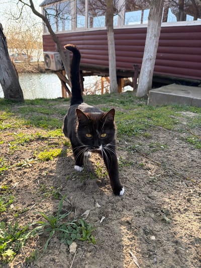 An upward-angled outdoor shot in Utash, Russia, depicts a black and white tuxedo cat walking directly towards the viewer on a patch of dry, sparsely vegetated ground. The cat, with prominent white whiskers and yellow eyes, has white markings on its muzzle, chin, and paws, and its tail is held erect with a slight curve at the tip. Strong sunlight from the left casts a shadow behind the cat. In the midground to background, a body of water glistens on the left, bordering the land. To the right, a two-story building with reddish-brown horizontal siding and multiple white-framed windows on its upper floor is visible, elevated on supports. An LG brand air conditioning unit is mounted on the building's exterior. Several leafless trees are scattered, with a large trunk on the left and two slender, light-barked trees positioned in front of the building. A grey concrete slab is present on the right side of the background.