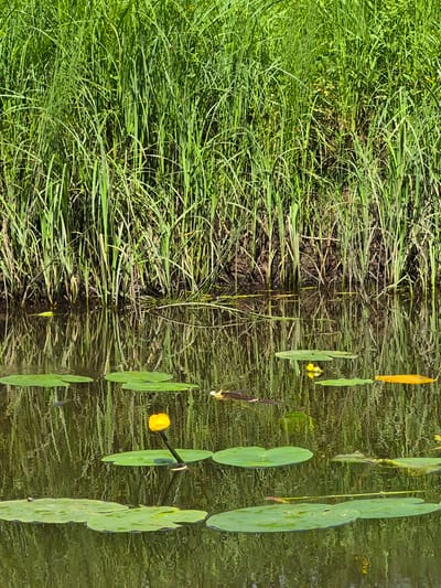 The image displays a tranquil natural scene at the Jägala River in Tsirgumäe, Estonia. Tall, lush green reeds line the bank, their reflections shimmering on the dark, still water. Scattered across the water's surface are numerous lily pads, some bearing closed yellow water lily buds. One prominent yellow water lily bud stands tall on its stem, its vibrant color contrasting with the surrounding greenery. The water is calm, with only slight ripples disturbing the perfect reflection of the reeds and the lily pads. The overall impression is one of peaceful serenity and natural beauty.