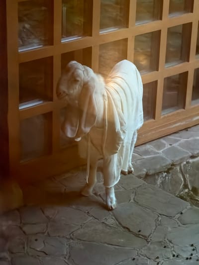 A statue of a white goat is lying on its side. The goat is draped in a white cloth, and its head is turned to the left, with its ears drooping. The goat's legs are bent, and its hooves are visible. The statue is lying on a stone floor, and there is a wooden grate in the background. The lighting is dim, and the overall mood is peaceful. There is no visible text in the image.