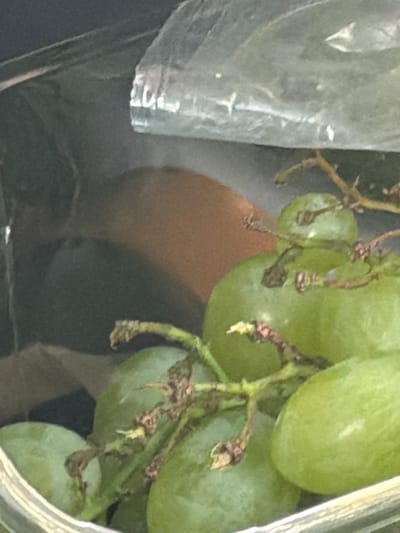 The image shows a close-up view of green grapes inside a clear plastic container, with a transparent plastic bag partially obscuring the top. The grapes are clustered together on their stems, with some grapes appearing slightly bruised or discolored. The background is dark and out of focus, with a hint of an orangish-brown surface visible behind the grapes. The lighting appears to be natural and somewhat diffuse. No people, actions, or interactions are depicted. The scene is indoors, possibly in a kitchen or pantry, and no specific location in Fjärås, Sweden can be identified from the visual information provided.