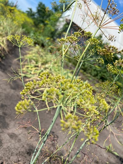 A close-up shot of dill seed heads and stems, with thin, feathery leaves and stalks reaching upwards. The seeds are small and green, some appearing to be in clusters. The background is blurred, showing hints of green foliage, dark soil, and a light-colored building against a bright blue sky. The image appears to be taken outdoors, possibly in a garden or farm. No people or specific actions are visible. The location in Nizhnee Sancheleevo, Russia, is noted.