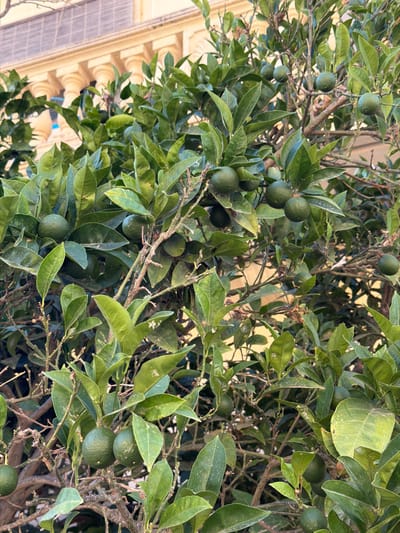 A close-up, eye-level shot captures a citrus tree laden with small, green fruits and abundant foliage, with a portion of a building in the upper background. The tree's branches, some bare and twiggy, are densely packed with glossy, dark green leaves. Numerous small, round, green citrus fruits, likely limes or unripe oranges, are visible throughout the branches, some in clusters of two or three. The building in the background features a creamy yellow facade with architectural elements such as arched window openings, columns, and a decorative frieze. The overall impression is one of a vibrant, fruitful tree set against a backdrop of classical architecture, likely situated in an outdoor courtyard or garden area in Xagħra, Malta.