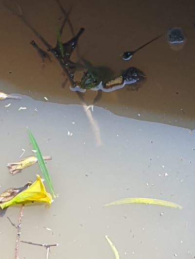 The image depicts a shallow, murky body of water located in Kobura ward, Kenya. A single green frog is positioned in the upper-center, with its head and upper back visible above the water surface; its eyes are open. To the upper right of the frog, a dark-bodied tadpole with an elongated tail is observed. The water contains various organic debris, including several thin, dark plant stems near the frog, a distinct green leaf blade in the lower-left quadrant, and a fallen yellow, bell-shaped flower floating in the lower-left. Numerous smaller particulate specks are distributed throughout the water column and on the surface. No human subjects or their interactions are present.