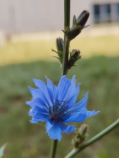 A close-up, eye-level shot showcases a vibrant blue chicory flower in bloom. The flower's delicate petals are fringed with fine hairs, and its center reveals intricate dark stamens. Several unopened chicory buds, also covered in a fine fuzz, are visible on the stem above the open flower. The background is softly blurred, featuring muted green grass and a light-colored building with windows, hinting at a semi-urban or suburban environment. The overall lighting suggests it is daytime, possibly late afternoon due to the warm tone of the background. The image appears to have been taken in Łomna-Las, Poland, given the context.