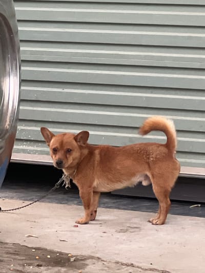 A medium-shot, eye-level photograph captures a medium-sized, tan-colored dog standing on a concrete surface in front of a corrugated metal wall. The dog is facing left, with its head turned towards the camera, and its tail curled upwards. The dog is wearing a metal chain collar. The concrete surface is rough and shows some debris, including small pebbles and what appear to be discarded food items. To the left of the dog, a portion of a large, metallic, cylindrical object is visible. The corrugated metal wall behind the dog is painted a muted green color and displays horizontal lines. The scene appears to be outdoors, possibly in a residential or industrial area, in Sơn Dương Commune, Vietnam.