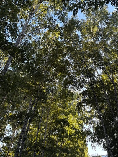This is a low-angle, full-frame, eye-level shot of a birch tree grove in Leninsk-Kuznetsky, Russia. The trees are densely packed, with their white bark and green leaves creating a textured canopy that filters the sunlight. The sky is visible in patches through the foliage, a clear blue. The image captures a serene natural scene within the city, showcasing the beauty of the birch trees. There are no people or animals visible in the frame. The lighting suggests it is daytime, likely late afternoon given the warm glow on some of the leaves.