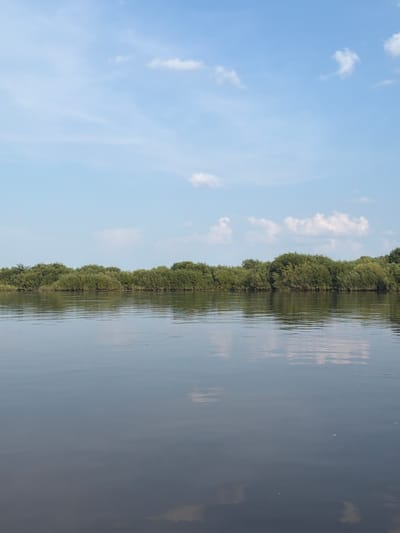 A wide, calm body of water occupies the foreground of the image, reflecting the sky and the treeline. The water's surface is mostly still, with subtle ripples indicating a gentle movement. The sky above is a clear, pale blue, dotted with scattered, fluffy white clouds. In the middle ground, a dense treeline of lush green foliage forms a natural barrier. The trees appear to be mature and have thick, bushy canopies. The image does not contain any people or man-made structures, suggesting a natural or rural environment. The lighting suggests it is daytime, likely late morning or early afternoon, with the sun casting a soft, diffused light. The overall impression is one of tranquility and natural beauty, characteristic of a serene waterside landscape.