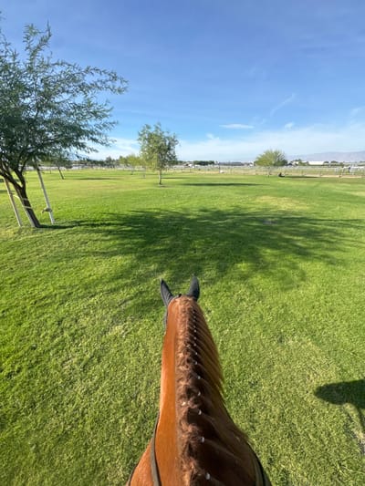 A horse's head and braided mane fill the lower right of the frame, with a black fly mask visible behind the ears. Green grass covers most of the image, punctuated by the long shadows of trees. A few trees are visible in the distance, near a fence line. The sky is clear and blue. The photograph appears to have been taken at a slight angle, giving the impression of looking down on the scene.
