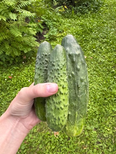 A person's hand is holding three large cucumbers outdoors in a garden setting. The cucumbers are green with bumpy skin. The background consists of green grass and some foliage. The image appears to have been taken in the city of Энергетик-2 Снт, Russia.