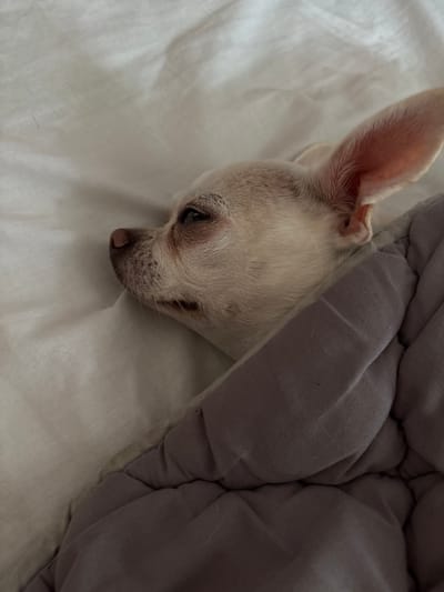 A close-up, side-view, eye-level shot captures a small, light-colored chihuahua sleeping peacefully, tucked under a grey comforter on a white sheet. The dog's face, with its prominent ears and closed eyes, is the primary focus, resting against the soft fabric. The lighting is dim, suggesting an indoor setting, possibly a bedroom. The scene is devoid of any urban context, thus its location in Shepetivka, Ukraine cannot be determined from the visual information alone.
