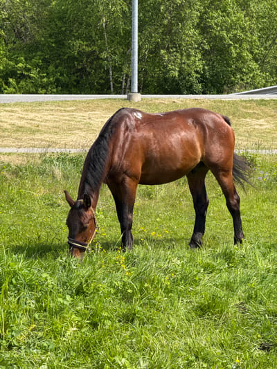 A brown horse grazes in a sunlit green pasture in Saulkrasti, Latvia. The horse, positioned slightly right of center, has its head lowered into the dense, vibrant green grass, actively eating. Its coat is a rich bay or dark brown, with a dark mane and tail, and it appears to have a simple halter on its head.
The pasture is thick with green grass, dotted with small yellow wildflowers. In the background, a strip of lighter, drier grass or a dirt path separates the immediate pasture from a line of lush green trees, suggesting a forested edge or boundary. A vertical metal fence post is visible on the far left of the frame, marking a division between the grassy area and the trees. The strong shadows and bright highlights indicate a sunny day, likely midday or early afternoon. The scene conveys a sense of calm and natural beauty. There is no visible text in the image.