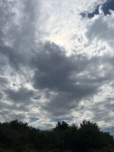 The image shows a dense canopy of dark green trees and foliage in the foreground, with the top of some palm fronds visible on the right. Above the treeline, the sky is filled with a dramatic display of clouds. Large, dark gray clouds dominate the central portion of the sky, casting shadows and creating a sense of impending weather. Lighter, wispy clouds are scattered throughout, and in the upper right and upper left portions of the image, patches of bright blue sky are visible. The sun is partially obscured by the clouds, creating a bright, diffused glow in the upper center of the frame. There are no people, animals, buildings, or man-made structures visible in the image. The scene appears to be a natural landscape.