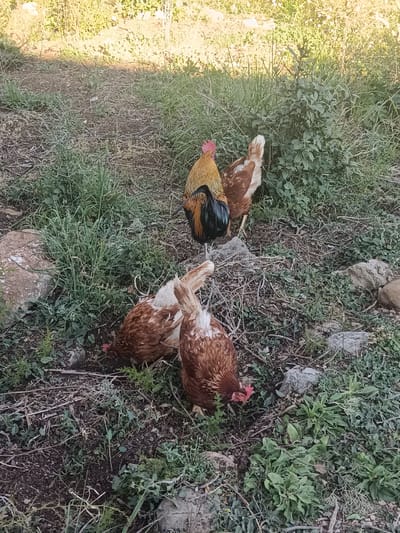The image depicts a group of chickens in a grassy area. There is one rooster with a yellow body and black tail feathers. The other chickens are brown and white. The chickens appear to be foraging for food. The location is potentially in a rural setting in the city of Jérica, Spain. The environment includes grass, weeds, rocks, and dirt.