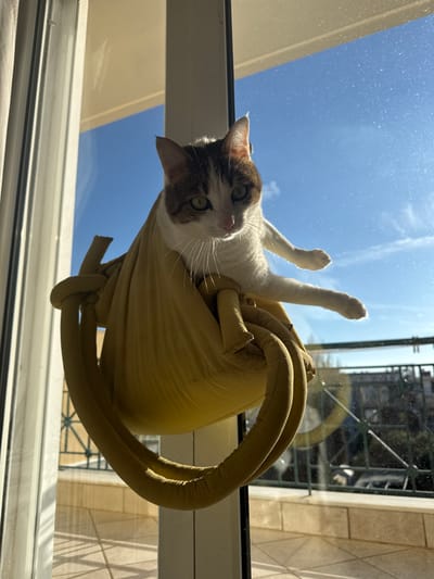 A domestic shorthair cat, predominantly white with brown and gray tabby markings on its head and back, occupies a mustard-yellow fabric window-mounted hammock. The cat is positioned centrally, facing forward and slightly downward, with its front paws tucked in and hind paws extended outward. Its eyes are green. The hammock is constructed from padded, tubular fabric elements, suspended against a vertical glass pane, likely a window or balcony door, in a residential setting within the Anavissos Municipal Unit, Greece. Strong natural sunlight illuminates the scene from the upper left. Through the glass, a clear blue sky with minimal cloud cover is visible at the top. Below, an outdoor balcony or terrace with light-colored square floor tiles and a dark metal railing, featuring a grid-like pattern, is discernible. In the distant background, out of focus, residential buildings and sparse green vegetation are present.