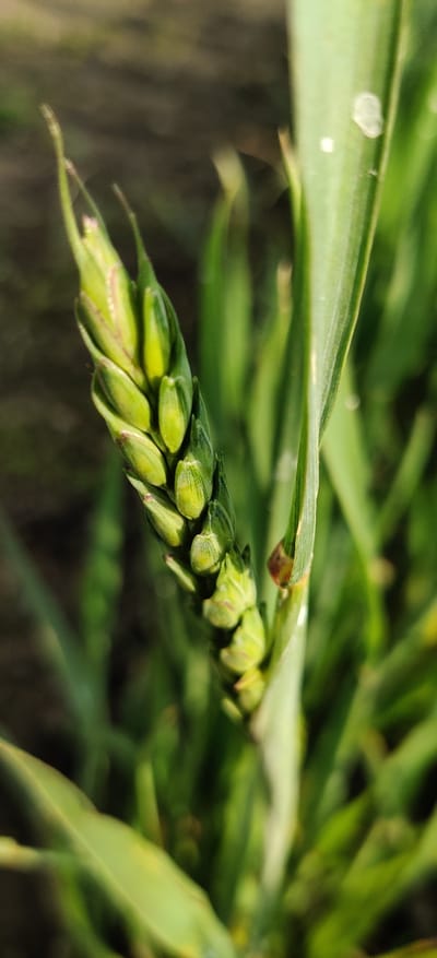 A close-up photograph shows a developing head of wheat, still green, with individual grains packed tightly together. A long, green leaf rests on top of the head. Several other green leaves are blurred in the background. The image was taken outdoors in daylight. The location is Randava, Ukraine, although this is not discernable from the image itself.