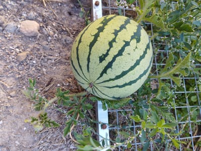 A ripe, striped watermelon rests on a metal grate in a garden in Hospozín, Czechia. The watermelon is light green with darker green stripes and has a stem visible at the top. It is surrounded by the plant's green leaves and small white flowers. The ground around the watermelon is a mixture of dirt, small rocks, and dry vegetation. A metal support stake is partially visible under the watermelon. The scene is lit by natural sunlight.