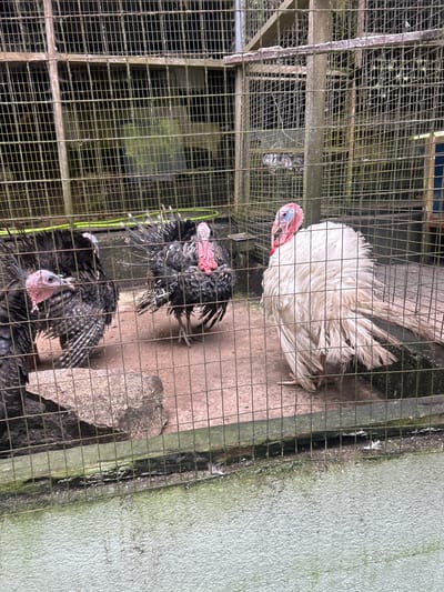 In a caged enclosure within the city of Tanah Rata, Malaysia, three turkeys are present. One turkey is white, with its feathers appearing somewhat ruffled, and it is standing on the right side of the enclosure. To the left, two dark-feathered turkeys are visible. One of these dark turkeys is facing towards the left, while the other is positioned between it and the white turkey, facing towards the right. The enclosure itself is constructed with metal bars, and the ground inside appears to be dirt and stone. The exterior of the enclosure has a greenish, moss-covered concrete wall.