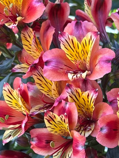 The image displays a close-up, full-frame composition of numerous Alstroemeria flowers, commonly known as Peruvian Lilies. The blossoms feature a striking color palette, primarily exhibiting petals that range from vibrant coral-pink and reddish-orange at their edges to softer purplish-pink and magenta hues closer to their centers. A prominent detail is the inner petals, which are a bright yellow, adorned with distinct dark reddish-brown or black streaks. Hints of white and cream are also visible on some petal surfaces, and the stamens and anthers show reddish-brown tones.
The flowers are densely arranged, creating an immersive botanical scene, likely within a garden or a closely gathered floral display. Blurred green foliage forms the background, suggesting an outdoor or natural setting. The lighting is bright and natural, indicating daytime, which highlights the delicate textures and rich colors of the petals. A shallow depth of field ensures that several flowers in the foreground and midground are in sharp focus, while elements in the background are softly diffused. There are no people or specific activities depicted. No visible text or explicit location cues are present in the image.