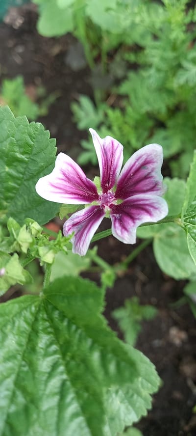 A close-up, top-down shot captures a single, open flower with five petals, each displaying a vibrant magenta hue with white veining, set against a backdrop of green foliage and dark soil. The flower's center is a deep magenta, and its petals are tinged with white at the tips. Several unfurling flower buds and green leaves surround the main bloom. The scene is located in the rural area of Tokushy rural district, Kazakhstan.