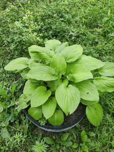 The image shows a potted hosta plant in a circular black pot. The hosta has large, bright green, heart-shaped leaves with prominent veins. The pot is placed in an outdoor setting, surrounded by lush green grass and clover. Some small pink clover flowers are visible in the grass. The lighting suggests it is daytime. The scene is likely a garden or yard in the city of Koziatyn, Ukraine.