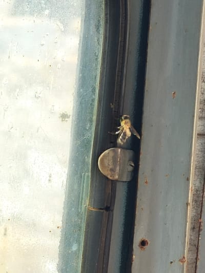 A bee is perched on the edge of a weathered metal frame, possibly a window or door, with a light-colored, textured surface behind it. The bee is facing to the left and appears to be in motion or preparing to fly. A metallic latch mechanism is visible below the bee. The scene suggests an outdoor setting, given the weathered appearance of the metal and the natural light. The specific location in the city of Momchilovtsi, Bulgaria is not discernible from the image itself; this information would need to be provided externally.