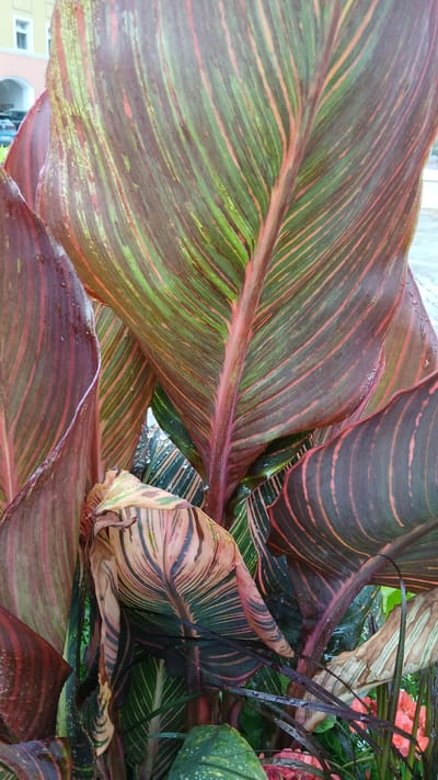This media file is a close-up, eye-level shot of large, variegated Canna lily leaves. The leaves display a striking pattern of deep maroon, vibrant green, and hints of pink or coral, with prominent parallel veins. Some leaves are wet, with visible water droplets, suggesting recent rain or watering. The textures range from smooth and glossy on the wet leaves to dry and papery on some of the older, discolored foliage. In the upper right portion of the image, out-of-focus coral-colored flowers and thin, dark stems are visible, adding depth and context to the planting. The background is blurred, but suggests an outdoor setting, with hints of a building with light-colored walls and arched windows visible in the lower left. The overall impression is one of lush, tropical foliage, possibly in a garden or ornamental planter. The lighting appears to be natural daylight, but the specific time of day is not discernible. There is no visible text in the image.