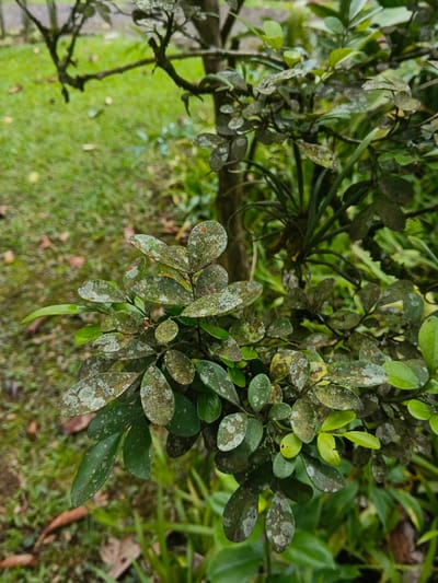 This close-up photograph, taken in Trairão, Brazil, depicts the foliage of a deciduous plant. The leaves, primarily ovate and ranging from medium to dark green, are extensively covered with irregular, mottled patches of white, light gray, and pale green material, consistent with lichen growth or a fungal infection. Some leaves exhibit yellowing and brown discoloration. The foreground focuses on a cluster of these affected leaves, while a darker, thicker branch of the same plant is visible behind them. In the mid-ground, a dark green epiphytic plant with long, thin leaves is observed attached to a branch. The background consists of out-of-focus green grass interspersed with scattered brown leaves and additional blurred green foliage, indicating an outdoor, natural environment. No human subjects or discernible actions are present.