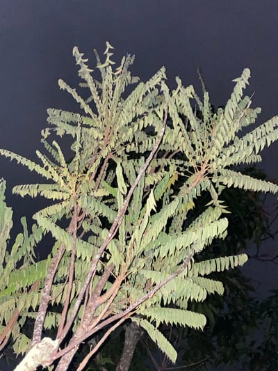 This is a close-up, low-angle outdoor photograph of a tree with numerous small, pale green leaves. The leaves are arranged along thin, brown branches, creating a dense canopy. Some leaves appear to be slightly drooping. The background is a dark, overcast sky, suggesting it is nighttime or dusk. The tree's trunk, visible in the lower left, has mottled brown and white bark. The image was taken in Banjarmasin, Indonesia.