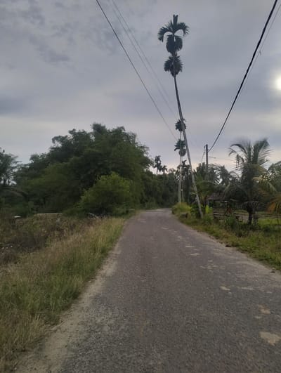 A low-angle, vertical, full shot captures a rural road in Kebonbaru, Indonesia, under an overcast sky. The asphalt road, appearing worn and slightly dusty, stretches towards the horizon and curves slightly to the left. To the left of the road, tall, dry grasses and some low-lying vegetation border the shoulder. On the right side of the road, a rustic, open-sided wooden structure with a thatched roof is visible, nestled amongst dense tropical foliage, including palm trees with their distinctive fronds. Several utility poles with overhead wires are scattered along the right side of the road, with a particularly tall, slender palm tree with three distinct crowns leaning towards the right, silhouetted against the sky. The background is filled with lush, green trees and vegetation, creating a dense, almost impenetrable wall of foliage on the left side of the image. The overall atmosphere is serene and undeveloped, typical of a rural Indonesian landscape.