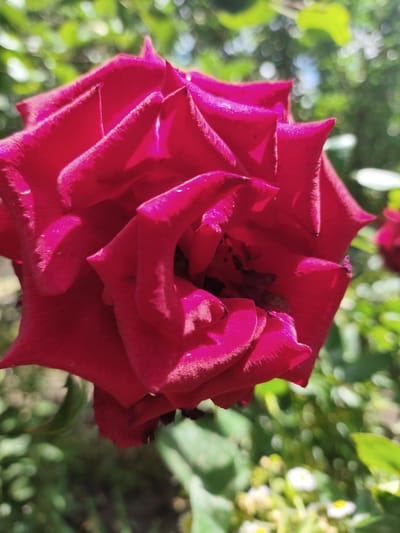 This is a close-up, ground-level photograph of a vibrant red rose in bloom, positioned centrally within the frame. The rose's petals are richly textured and catch the sunlight, creating highlights and shadows that emphasize its complex form. The background is softly blurred, featuring lush green foliage and hints of bokeh from other flowers or distant sunlight. The scene appears to be an outdoor garden or park setting. The location is specified as Saksagan, Ukraine. There are no people or animals visible in the image. The focus is entirely on the natural beauty of the rose and its immediate surroundings.