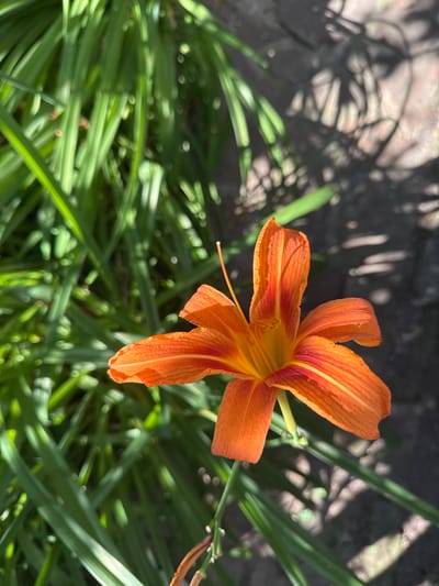 This is a close-up, top-down shot of an orange daylily in bloom. The flower is the primary subject, positioned in the upper right quadrant of the frame. Its petals are vibrant orange with streaks of darker red and yellow near the center. The stamens and pistil are visible within the bloom. Surrounding the flower is lush green foliage, appearing as long, slender leaves. The background consists of a textured, dark surface, possibly a stone or concrete path, with dappled sunlight creating elongated shadow patterns, suggesting it's daytime with a tree or other overhead obstruction casting shadows. The overall lighting indicates a sunny day. The scene appears to be an outdoor garden setting in Shulhynka, Ukraine. No people or text are visible.