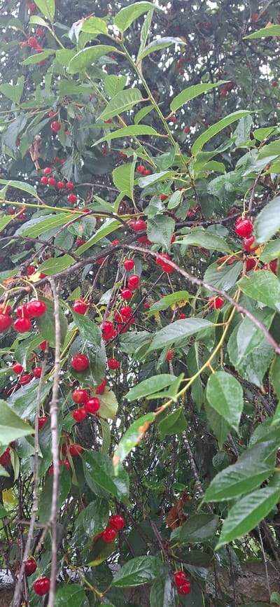 This is a medium shot, outdoor photograph taken in Kaali, Estonia, featuring a close-up view of a cherry tree laden with ripe, red cherries. The camera is positioned looking upwards into the canopy of the tree. Lush green leaves, some glistening with what appears to be water droplets, create a dense backdrop. The branches are thin and dark, supporting numerous clusters of cherries. The cherries themselves are a vibrant red, varying in ripeness and size, with some showing a deep, almost burgundy hue. The overall impression is one of abundance and natural beauty. The lighting suggests it might be overcast or that the sun is not directly shining on the scene, given the diffused light and the slight dampness on the leaves. The scene evokes a sense of a natural, rural setting, likely during the cherry harvesting season. There is no visible text in the image.