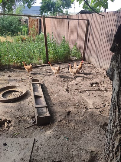 The image shows a chicken enclosure in an outdoor, rural setting. Four chickens, varying in shades of brown and white, are visible on the dusty ground. To the left, a round, flat object that appears to be a tire is placed on the ground, filled with what looks like grain. In the center, a long, wooden feeder rests on the dirt. The enclosure is bordered by a corrugated metal fence on the right and a wire fence with wooden posts on the left. Beyond the fences, there is lush green vegetation and trees, suggesting a location outside of a densely populated urban area. The sky is visible above the trees, indicating it is daytime. The overall scene depicts a simple, functional chicken coop in a somewhat unkempt, natural environment, consistent with a rural area in Chuy, Kyrgyzstan.