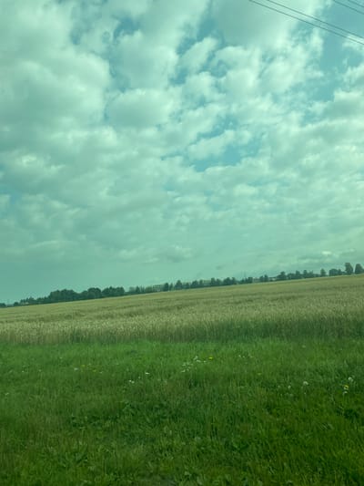 The image shows a wide, rural landscape under a sky filled with fluffy, pale blue clouds. In the foreground, a field of lush green grass is dotted with small white and yellow wildflowers. Beyond this, a field of golden-brown grain, likely wheat or barley, stretches towards a distant line of trees. The trees form a dark green border against the horizon, with a few buildings and structures visible amongst them. Power lines are visible in the upper right corner of the image. The overall impression is one of a peaceful, agricultural setting in the countryside. While the exact location in Rõhu, Estonia cannot be determined from the image alone, the scene is consistent with the rural landscape of Estonia, characterized by open fields, forests, and agricultural activities. There are no people or animals visible in the image.