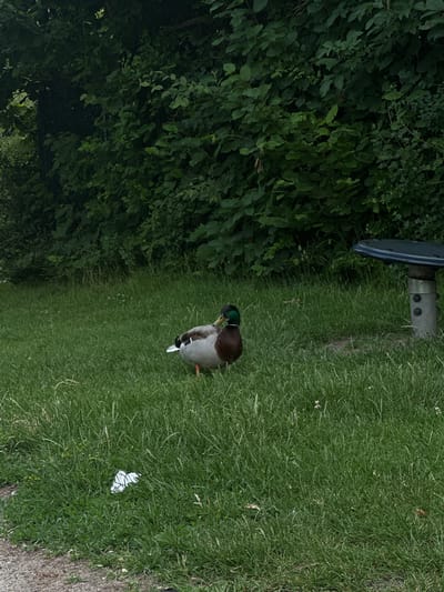 A male mallard duck stands in a patch of green grass. The duck is facing left with its head turned back slightly. Its plumage is primarily gray and brown, with a distinctive iridescent green head. Behind the duck, dense green foliage forms a backdrop. To the right of the duck, a dark, oval-shaped object rests on a metal pedestal, suggesting it is part of a park bench or table. The ground in the foreground is a mix of gravel and grass. In the lower left quadrant of the image, a piece of white litter is visible amongst the grass. The scene appears to be in a park or outdoor recreational area.