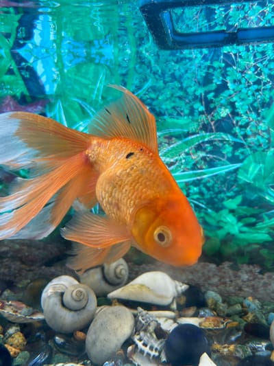 A bright orange goldfish swims in an aquarium. The fish is predominantly orange with white accents on its fins and a slightly lighter underside. It has small black spots scattered across its body and a dark pupil within its eye. The aquarium's substrate consists of small, varied-colored pebbles and several large seashells, some of which are coiled. In the background, artificial green aquatic plants create a vibrant, watery environment. The top of the aquarium has a dark, rectangular frame. The lighting suggests an indoor setting, with reflections visible on the water's surface. This scene is not specifically located in the city of Kostek, Russia, as there is no information to suggest this location.