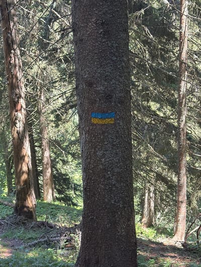 The image displays a close-up view of a tall, rough-barked tree trunk in a forest. A horizontal trail marker is painted on the trunk, featuring two bands of color: blue on the top and yellow on the bottom. The surrounding environment is a dense coniferous forest with sunlight filtering through the trees, illuminating the forest floor covered with green foliage and fallen branches. The lighting suggests it is daytime.