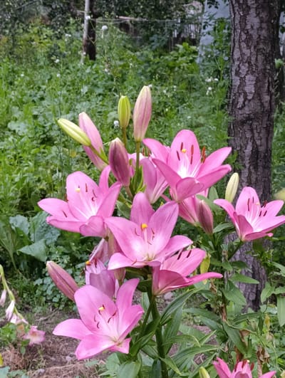 A cluster of vibrant pink lilies is in full bloom against a backdrop of lush green foliage and a textured tree trunk. The flowers are the central subjects, with some fully opened, revealing their delicate petals and prominent stamens, while others are still in bud, their pale green tips hinting at future blooms. The lighting suggests it is daytime, likely mid-morning or afternoon, with soft, diffused light illuminating the scene. The surrounding greenery, a mix of leafy plants and taller grasses, indicates an outdoor setting, possibly a garden or a natural landscape in Ак-Дөбө, Kyrgyzstan. The overall mood is serene and natural, showcasing the beauty of the flowers in their environment. There is no visible text in the image.