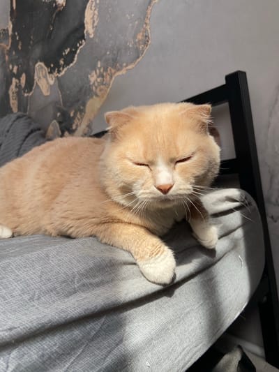 A light orange cat with closed eyes is resting on a gray fabric surface. The cat is positioned diagonally in the frame. Part of a black, likely metal, structure is visible in the upper-left background. The background also features a surface with a marbled pattern in gray and gold tones. The setting seems to be indoors. No people or interactions are visible. There is no evidence that this image was taken in Дядьково, Russia.