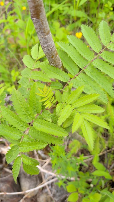 A close-up, vertical shot focuses on the compound leaves of a young tree or shrub. The leaves are a vibrant green and have serrated edges, arranged alternately along reddish stems. A portion of the tree's trunk, with textured, grayish-brown bark, is visible on the left side of the frame, angled diagonally. The background is a soft blur of green foliage and hints of yellow wildflowers, suggesting an outdoor, natural setting, possibly a park or wooded area in Trofors, Norway. No people or animals are present, and no actions are being depicted. The lighting appears to be natural daylight.