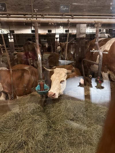 This image depicts the interior of a cowshed or barn, likely a dairy farm, in Going am Wilden Kaiser, Austria. Several cows, predominantly brown and white, are visible in individual stalls separated by metal stanchions and barriers.
In the foreground, a light-colored cow with a creamy white face and tan markings is resting, its head positioned near a blue-green automatic water dispenser. To the right, a large pile of dry hay is spread out, serving as feed for the animals. Other cows are seen further back in their stalls, some standing and some partially obscured.
Notable details include small black chalkboards hanging from the metal structures, which are used to identify the cows. The name "Sophie" is clearly written in white on one chalkboard in the mid-left, and "Fin" is partially visible on another chalkboard towards the bottom left. A small festive decoration, possibly a mini Christmas wreath with red berries, is attached to a metal bar in the upper central part of the image. The scene is illuminated by artificial light, common for an indoor farm setting. No people are visible, and the cows appear calm and at ease in their environment.