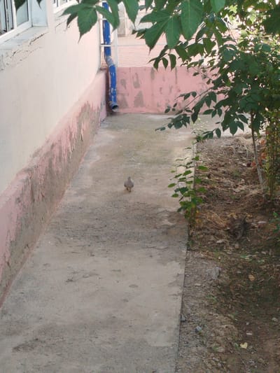 The image depicts an outdoor scene in Katartal, Uzbekistan, focusing on a narrow concrete path adjacent to a building and a small garden area. A single dove stands on the concrete path, facing away from the viewer. The building on the left has a white upper section with windows and a cream-colored lower wall with peeling pink paint. A blue downspout is attached to the building's exterior, running vertically down the wall. The garden area to the right is filled with dry soil, small rocks, and various plants, including some leafy green branches hanging into the frame from the top. The overall environment appears to be a residential or communal outdoor space.