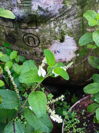 The image depicts a close-up outdoor scene in Pea Reang District, Cambodia, focusing on a flowering plant. The central subject is a plant with vibrant green, serrated leaves, some displaying small water droplets. Multiple inflorescences of small white flowers, arranged in spiky clusters, are visible on various stems. In the background, a large, textured, and discolored object, possibly a weathered fabric or plastic container, is partially visible. This background object exhibits green biological growth (moss or algae) and includes faded black markings such as a square outline, a 'U' shape, and partial text that appears to read "IN IN" and "MA". The lower right portion of the image shows the rim of a brown planter pot containing dark soil and small green ground cover plants. No individuals are present, and no actions are occurring. The scene is static, under natural light conditions.