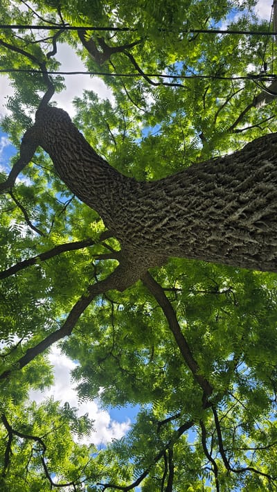 An upward perspective shot reveals the dense canopy of a large tree with a deeply textured, gray-brown trunk and branches. The leaves are a vibrant, bright green, forming a lush ceiling against a backdrop of a blue sky dotted with white, fluffy clouds. In the upper right quadrant of the image, electrical wires are visible, suspended between poles, indicating an urban or suburban setting. The image was captured on July 17, 2023, at 10:56 AM. The location is in the city of Oakville, Canada, with the coordinates of the capture being 43.416667, -79.666667.