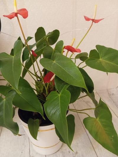 A potted anthurium plant with bright red spathes and yellow spadices is displayed on a wooden floor against a textured wall. The plant has large, glossy green leaves and is situated in a white pot with gold trim. The scene appears to be indoors, possibly in a domestic setting. There is no information to indicate the location in Vyshny Volochyok, Russia.