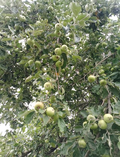 A close-up, low-angle shot captures an apple tree laden with numerous green apples, interspersed with dense foliage. The branches are visible, with some appearing gnarled. The overcast sky forms the background, suggesting a cloudy day. The setting is an orchard in Hamarnia, Ukraine. There are no people or animals present in the image.