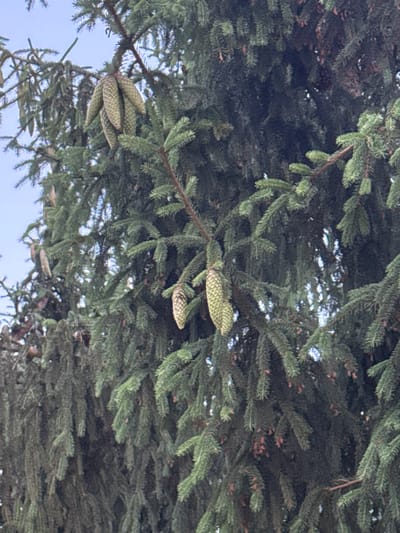A close-up, low-angle shot shows a cluster of pine cones hanging from the branches of a coniferous tree. The cones are light green and have a textured, scaly appearance. The tree's dark green needles are dense and form a thick canopy. The sky is visible in the background, appearing a hazy light blue. The image was captured in Lisnyky, Ukraine.